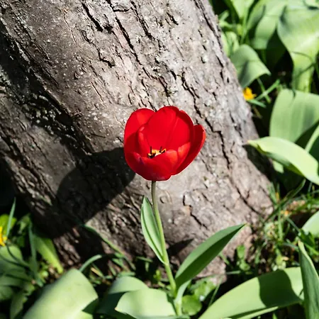 Prázdninový dům Les Jonquilles By Interhome *